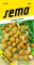 Jahodník YELLOW WONDER měsíční