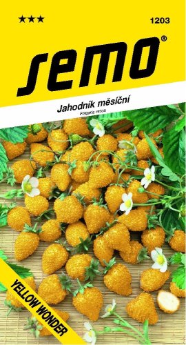 Jahodník YELLOW WONDER měsíční