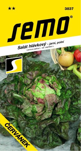 Salát ČERVÁNEK polní, jarní, načervenalý
