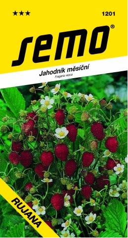 Jahodník RUJANA měsíční SM