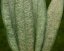 NATURA Bylinková směs na svilušky 10 x 10 g