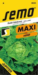 SEMO Salát JUPITER MAXI, polní, letní, velká hlávka